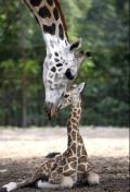 Animals/Insects giraffes mother baby